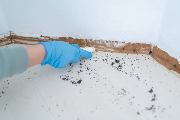 Best Flea Control Services  in Redgranite, WI